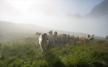 Flock of sheep in the morning fog on alpine meadow near Landawirseehutte