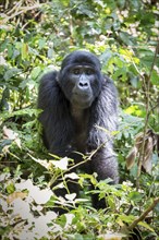 Mountain gorilla (Gorilla beringei beringei) in the rainforest