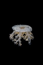 Upside Down Jellyfish (Cassiopea andromeda) in the night