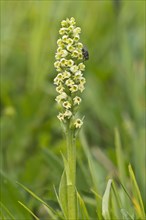 Small white orchid (Pseudorchis albida) with a fly on the flowers
