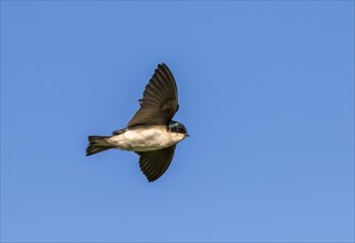 Tree swallow (Tachycineta bicolor) flying in blue sky