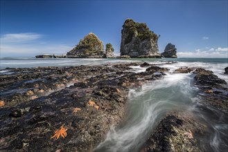 Starfishes on rocky coast