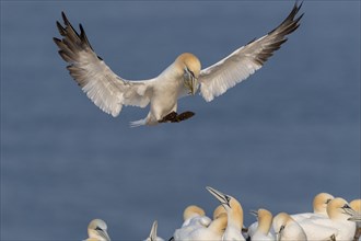 Northern gannet (Morus bassanus) with nesting material on approach