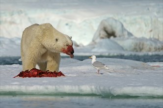 Polar bear (Ursus maritimus) eating the carcass of a captured seal in the snow