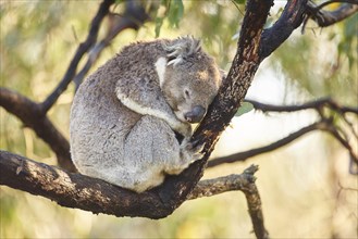 Koala (Phascolarctos cinereus) sleeping on a bamboo tree
