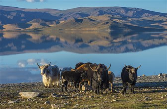 Flock of yaks (Bos grunniens) on the banks of Black lake