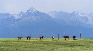 Flock of horses leashed on a pasture