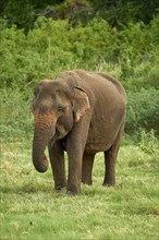 Sri Lankan elephant (Elephas maximus maximus) while feeding
