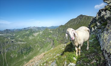 Sheep on the trail to Hochgolling