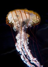Compass jellyfish (Chrysaora hysoscella)