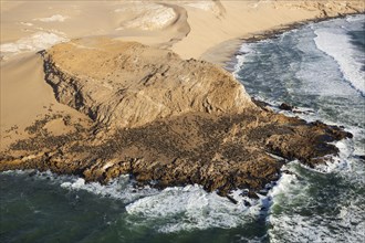Cape Fur Seal (Arctocephalus pusillus) colony at the coast of the Namib Desert