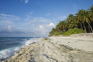 Deserted coral beach with coconut palm tree