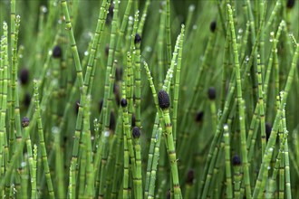 Coloured horsetail (Equisetum Variegatum) with drops of water