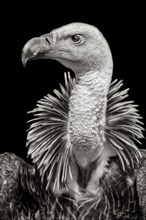 Ruppell's griffon vulture (Gyps rueppellii)