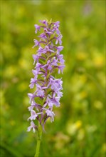 Fragrant orchid (Gymnadenia conopsea)