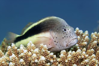 Black-sided hawkfish (Paracirrhite forsteri)