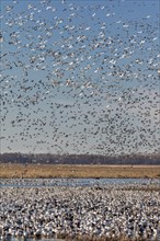 Fall migration of snow geese (Chen caerulescens)