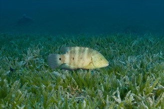 Abudjubbe (Cheilinus abudjubbe) swim over sea grass