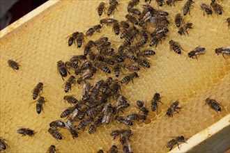 Honey bees (Apis mellifera) on honeycomb