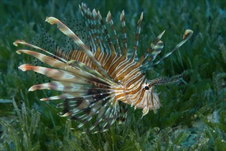 Red LionfishÂ  (Pterois volitans) swim over bottom with sea grass in shallow water