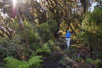 Woman hiking on forest trail in the cloud forest