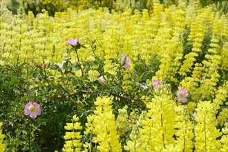 Flowering yellow lupines (Lupinus) with wild roses