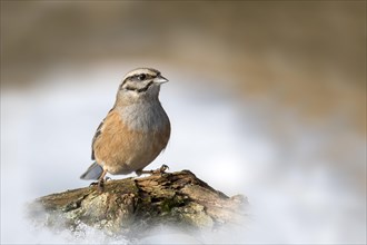 Rock Bunting (Emberiza cia) sits on a branch in winter