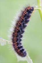 Caterpillar of fox moth (Macrothylacia rubi) on blade