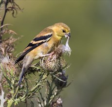 American goldfinch (Spinus tristis) female eating thistle seeds at a meadow