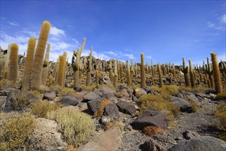 Cacti (Echinopsis atacamensis) on the island of Isla Incahuasi in the salt lake