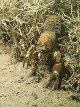 Signal Crayfish (Pacifastacus leniusculus) at the bottom under water