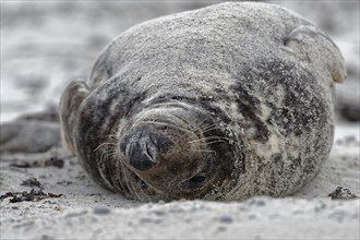 Grey seal (Halichoerus grypus)