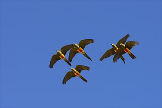 Burrowing Parrots (Cyanoliseus patagonus) in flight