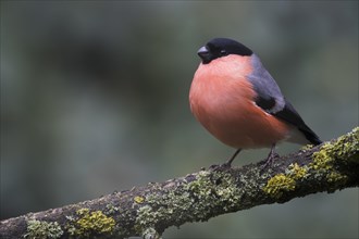 Bullfinch (Pyrrhula pyrrhula) sits on a branch