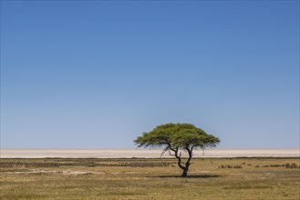 Grassland with umbrella thorn acacia in front of salt pan