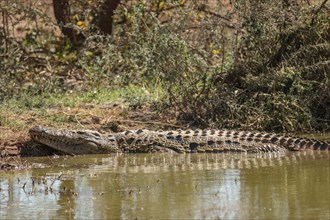 Nile crocodile (Crocodylus niloticus) lying on the riverbank