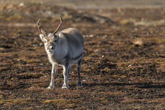 Svalbard reindeer (Rangifer tarandus platyrhynchus)