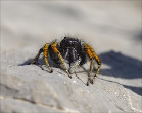 Gold eyes jumping spider (Philaeus chrysops)
