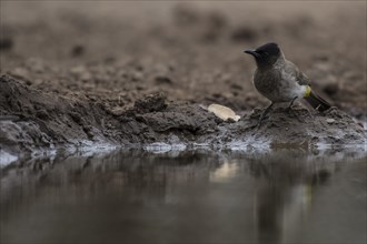 Dark-capped Bulbul (Pycnonotus tricolor) by the water