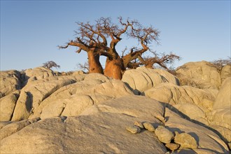 African Baobab (Adansonia digitata) between stones