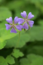 Ashy Cranesbill (Geranium cinereum)