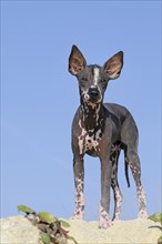 Perro sin pelo del Peru