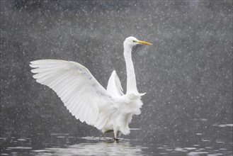 Great egret (Ardea alba) with spreading wings in water during snowfall
