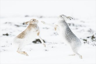 Mountain hares (Lepus timidus) boxing in the snow