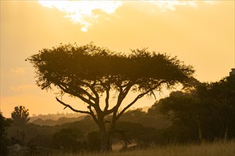Umbrella acacia with Chacma baboon (Papio ursinus) backlit during sunset