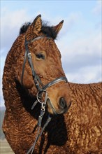 Curly Horse (Equus ferus caballus)