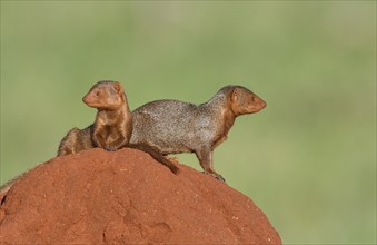 Dwarf mongooses (Helogale parvula) on Termite Hill