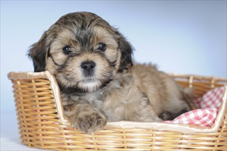 Havanese