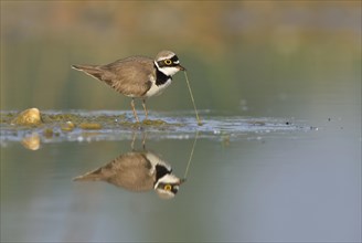 Little ringed plover (Charadrius dubius) searching for food in the shallow water of an abandoned gravel pit