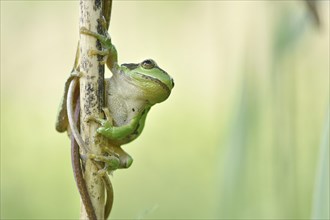 European tree frog (Hyla arborea) sits at reed stem